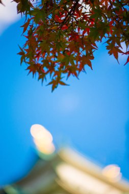 Nagoy Nagoya kale parkı sonbahar sezonunda kırmızı akçaağaç yaprakları