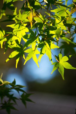 Yeşil akçaağaç yaprakları ve güneş ışığı