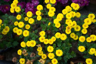 Nagoya, Japonya 'daki Nagoya kalesinde kasımpatı çiçeği.