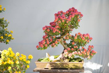 Pembe çiçekli Bonsai ağacı