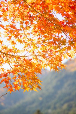 Japonya'da autunm sezonunda ağaç üzerinde kırmızı akçaağaç yaprakları