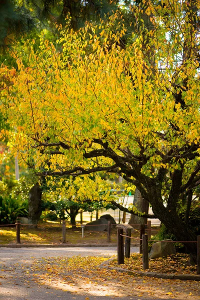 Желтые листья осенью в парке замка Нагоя в Нагое , — стоковое фото