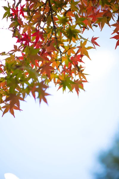 Червоне Кленове листя в осінній сезон в парку замок Нагоя в Наой — стокове фото