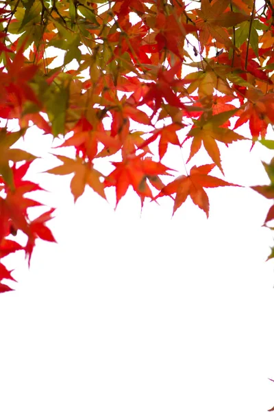 Folhas de bordo vermelho no fundo branco — Fotografia de Stock