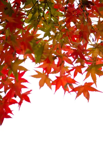 Folhas de bordo vermelho no fundo branco — Fotografia de Stock