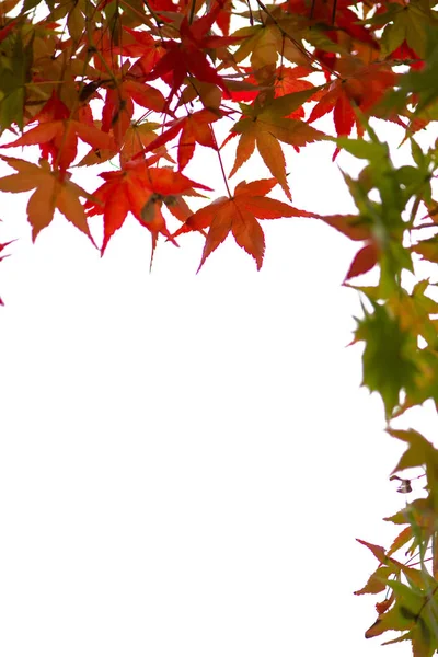 Czerwony klon liście na białym tle — Zdjęcie stockowe