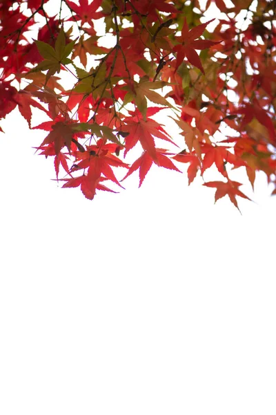 Red Maple Leaves White Background — Stock Photo, Image