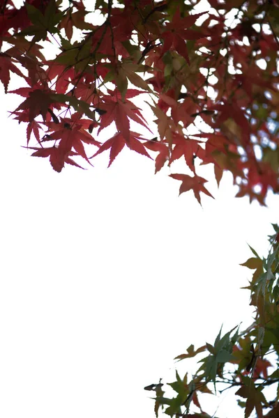 Red maple leaves on white background