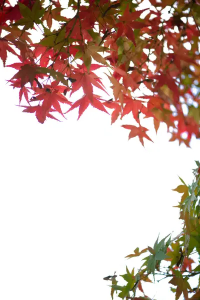 Feuilles Érable Rouge Sur Fond Blanc — Photo