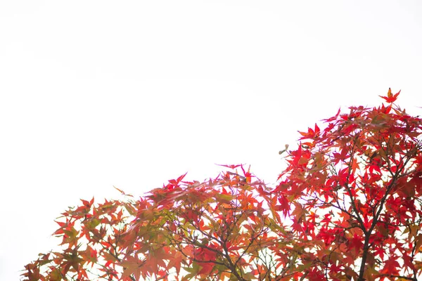 Red maple leaves on white background