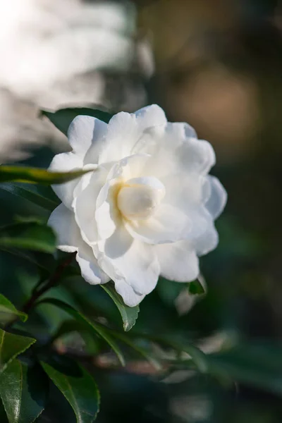 Flor blanca en el árbol — Foto de Stock