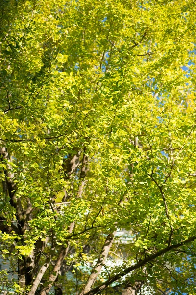 Ginkgoblätter zur Herbstzeit — Stockfoto