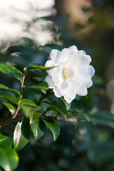 Flor blanca en el árbol — Foto de Stock