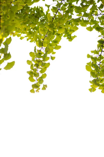 Ginkgoblätter auf weißem Hintergrund — Stockfoto