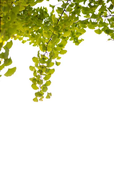 Ginkgo blad på vit bakgrunds — Stockfoto