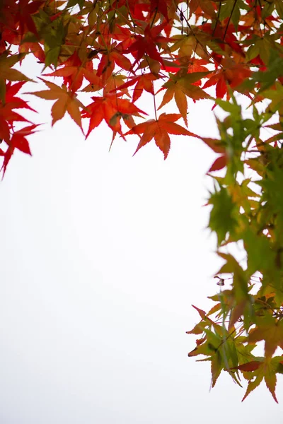 Rote Ahornblätter auf weißem Hintergrund — Stockfoto