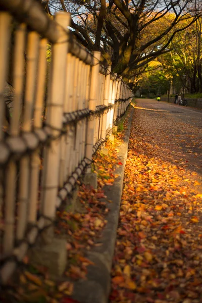 Temporada de outono e luz solar no jardim do castelo de Nagoya — Fotografia de Stock