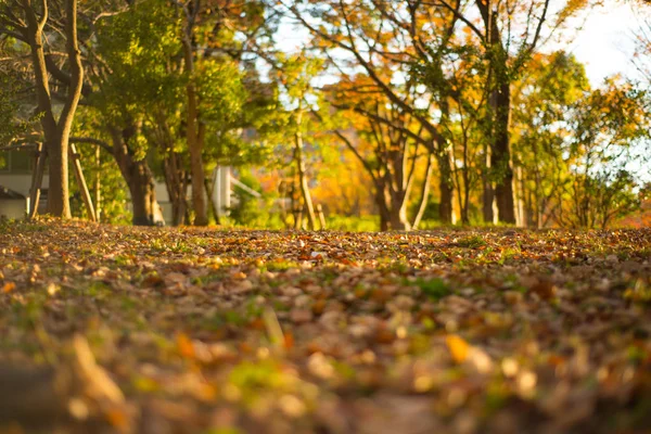 Blur picture of Autumn season and sunlight at Nagoya castle garden — Stock Photo, Image