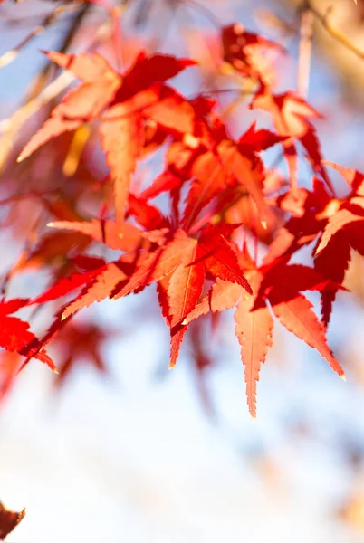 Листья красного клена на дереве — стоковое фото