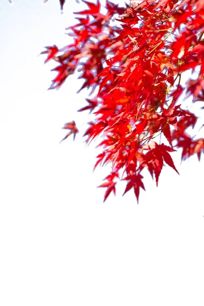 Folhas de bordo vermelho no branco — Fotografia de Stock