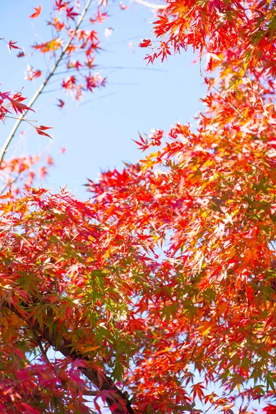 Hojas de arce rojo en árbol en temporada autunm en Japón —  Fotos de Stock