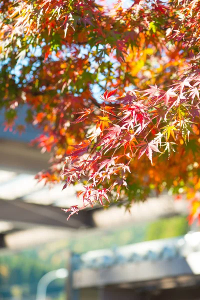 Червоне Кленове листя на дереві в сезоні autunm в Японії — стокове фото