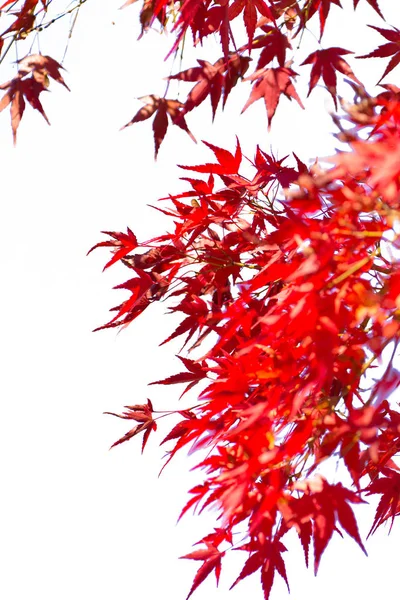 Folhas de bordo vermelho no branco — Fotografia de Stock