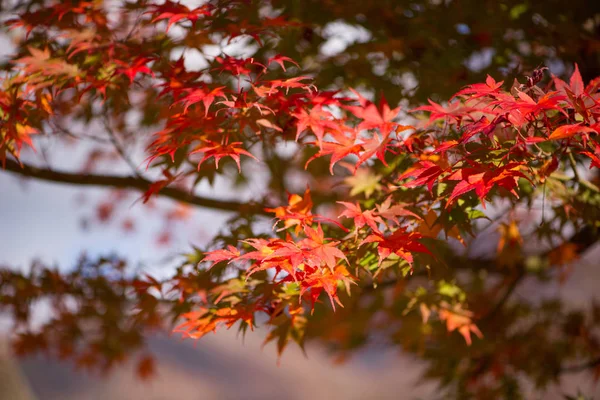 Red Maple leaves in Shirakawa-go, Japan — стоковое фото