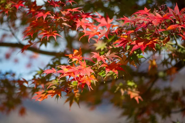 Červený javor v Shirakawa-go, Japonsko — Stock fotografie