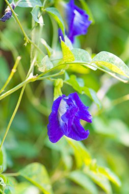 Bahçede bezelye çiçekleri