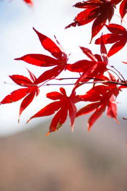 Ağaçta kırmızı akçaağaç yaprakları