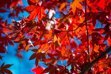 Ağaçta kırmızı akçaağaç yaprakları