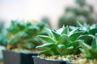 Saksıda ariocarpus kaktüs