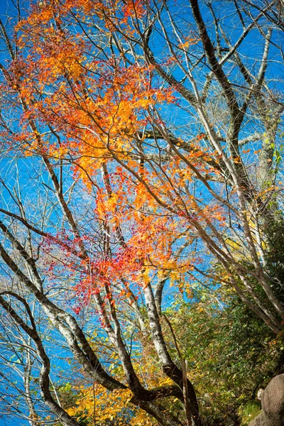 Folhas Vermelhas Temporada Outono — Fotografia de Stock