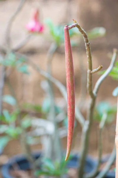 Adenium or desert rose fruit — Stock Photo, Image