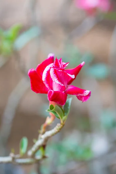 Adenio rojo o flor de rosa del desierto — Foto de Stock