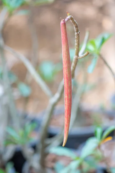 Adenium or desert rose fruit — Stock Photo, Image