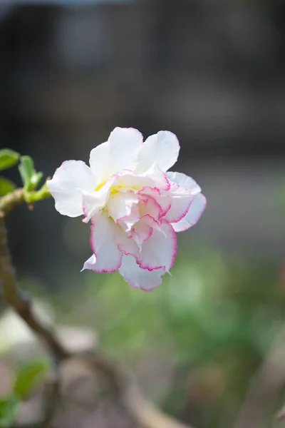 Adenium ou deserto rosa flor — Fotografia de Stock