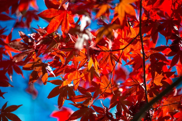 Feuilles d'érable rouge sur l'arbre — Photo