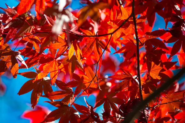 Листья красного клена на дереве — стоковое фото