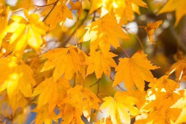 Кленовые листья на дереве показать концепции природы — стоковое фото