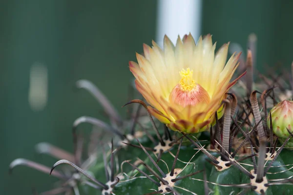 Yellower Flower of Ferocactus — Stock Photo, Image