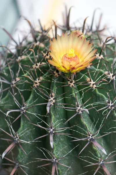 Fiore giallo di Ferocactus — Foto Stock