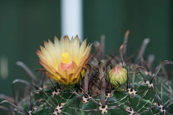 Yellower Flower of Ferocactus — Stock Photo, Image