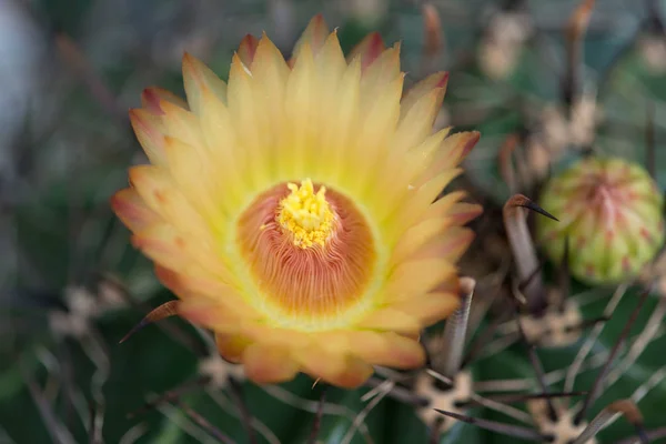 Flor amarillenta de Ferocactus — Foto de Stock