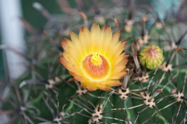 Fiore giallo di Ferocactus — Foto Stock