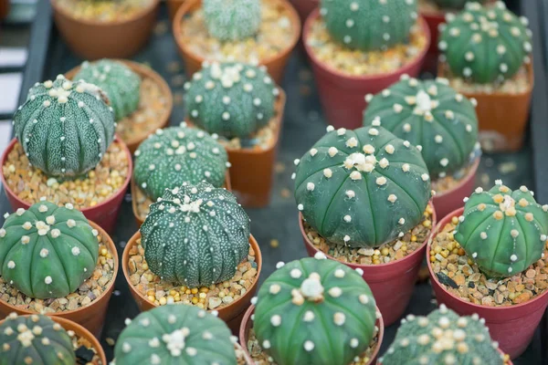 Astrophytum cactus in flower pot — Stock Photo, Image