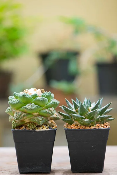 Ahşap masada Ariocarpus kaktüsü