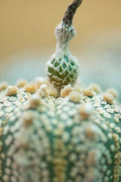 Frutto del cactus astrofita — Foto Stock