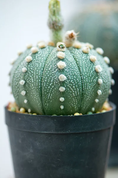 Astrophytum kaktus i blomkruka — Stockfoto